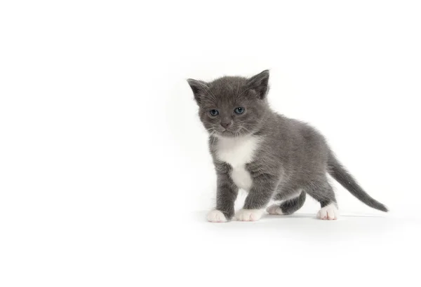 Cute Baby Gray White Kitten Isolated White Background — Stock Photo, Image
