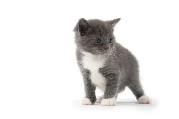 Schattig Baby Grijs Wit Kitten Geïsoleerd Witte Achtergrond — Stockfoto