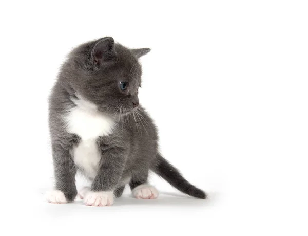 Carino Bambino Grigio Gattino Bianco Isolato Sfondo Bianco — Foto Stock