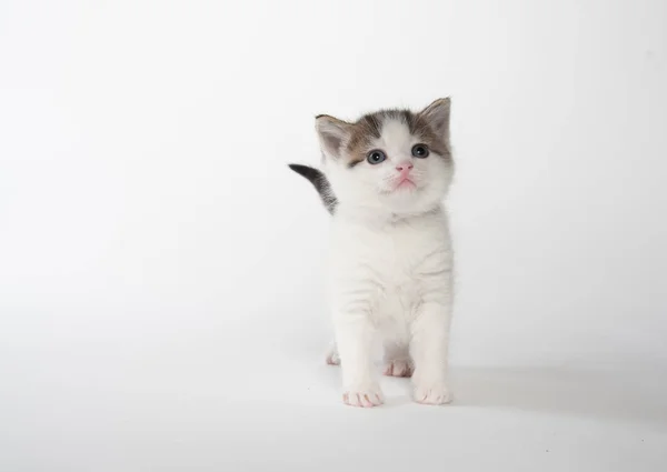 Chaton Calico Blanc Mignon Sur Fond Blanc — Photo