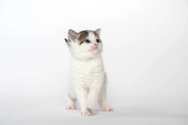 Cute White Calico Kitten White Background — Stock Photo, Image