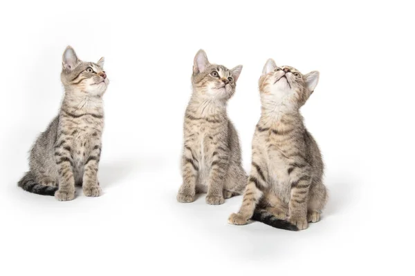 白い背景に隔離された3つのかわいい赤ちゃんの足袋子猫 — ストック写真