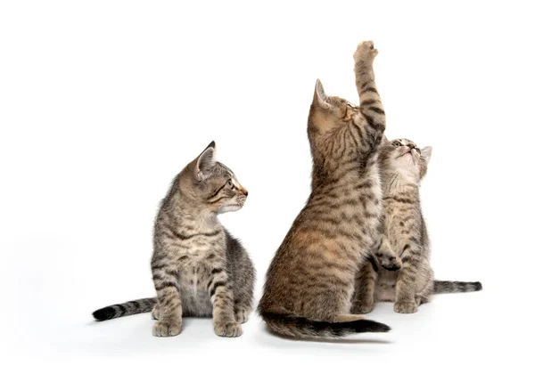 Три Милых Котенка Тэбби Изолированы Белом Фоне — стоковое фото