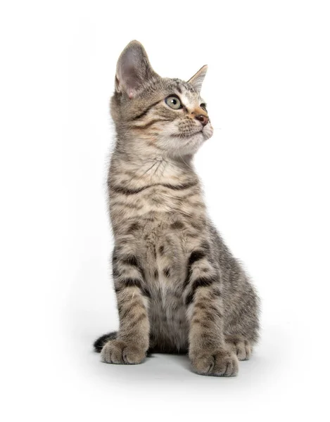 Schattig Baby Tabby Kitten Zwaaien Zijn Poot Zoek Omhoog Geïsoleerd — Stockfoto