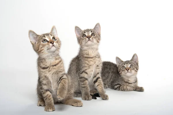 Три Милые Тэбби Котята Смотрят Вверх Изолированы Белом Фоне — стоковое фото