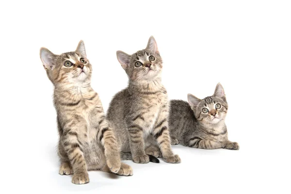 Три Милые Тэбби Котята Смотрят Вверх Изолированы Белом Фоне — стоковое фото