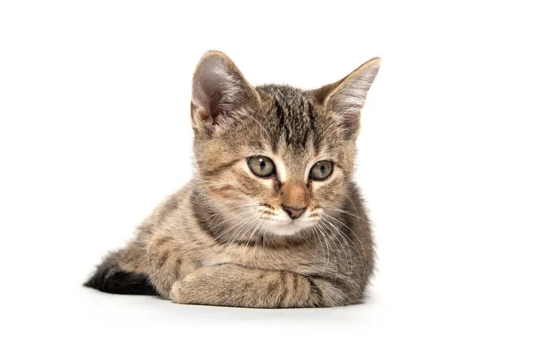 Lindo Bebé Tabby Gatito Recostado Blanco Fondo — Foto de Stock