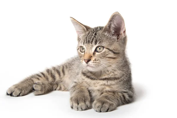 Tabby Kitten Schattige Baby Vaststelling Witte Achtergrond — Stockfoto