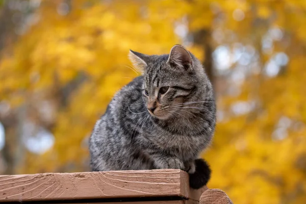 Cute Tabby Kot Żółtym Spadkiem Liści Tle — Zdjęcie stockowe