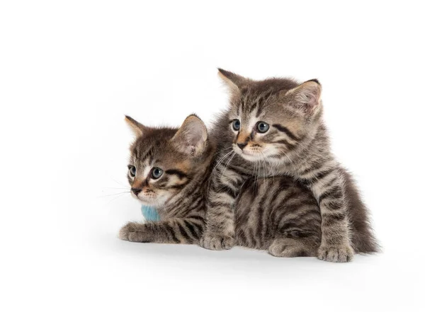 Dvě Roztomilé Tabbly Koťata Izolované Bílém Pozadí — Stock fotografie