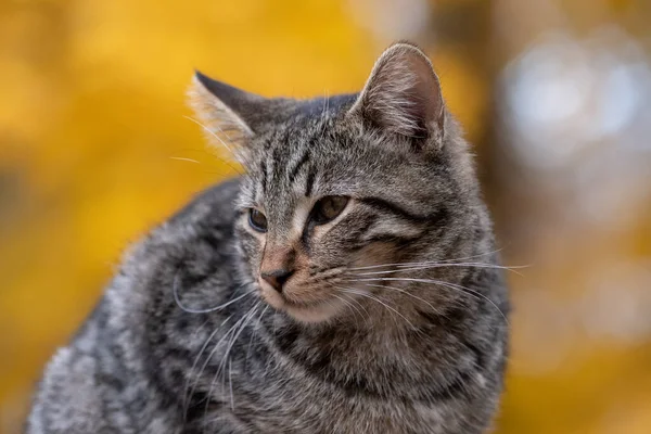 Cute tabby cat with yellow fall leaves in the background