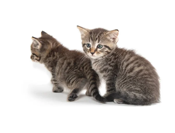 Two Cute Tabbly Kittens Isolated White Background — Stock Photo, Image