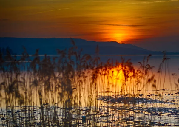 Tiefstehende Sonne am Bodensee mit Schilf — Foto de Stock