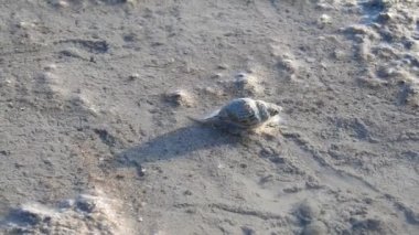 Deniz salyangoz yavaş hareket