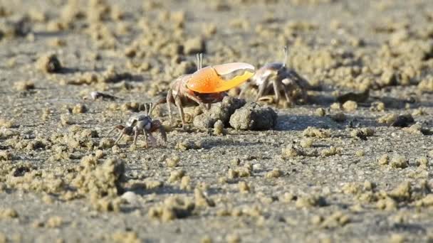 Fiddler crabs přesun, jíst a mává — Stock video