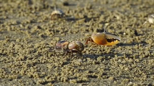 Fiddler crabs moving and waving its claw — Stock Video