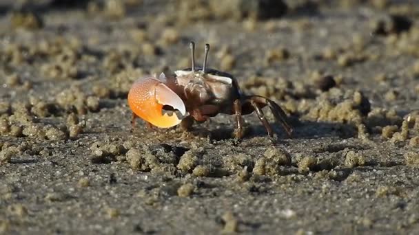 Male Fiddler crab — Stock Video