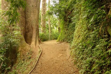 beautiful trail path in the jungle at manoa falls oahu hawaii clipart