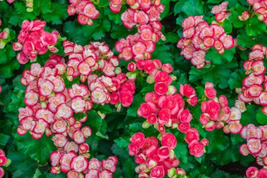 Bahçedeki renkli çiçek açan çiçek