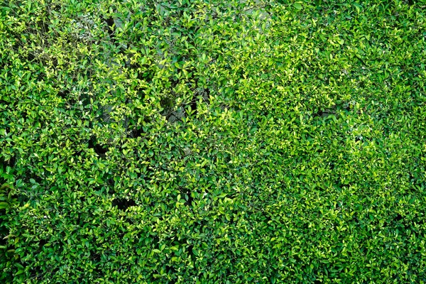 緑の葉の背景の壁の質感 — ストック写真