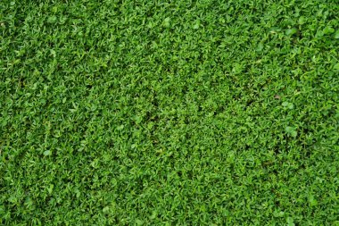 yeşil çimen dokusu arkaplanı