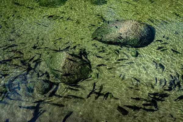 清流にはたくさんの魚がいる — ストック写真