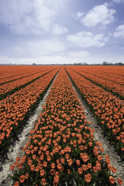 Červený Tulipán Pole Nizozemsku — Stock fotografie