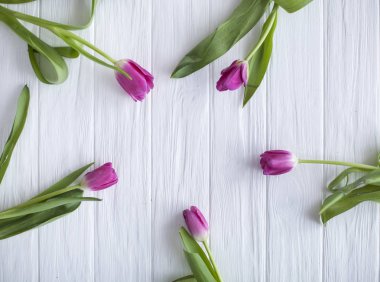 Pembe Lale metin için yer beyaz zemin üzerine çerçeve. Üstten Görünüm, düz yatıyordu.