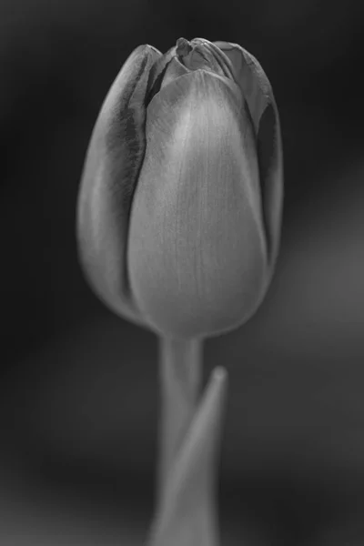 Tulip portrait in black and white