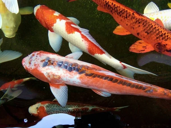 Belos Peixes Carpa Fantasia Estão Nadando Alegremente Lagoa Phrae Tailândia — Fotografia de Stock