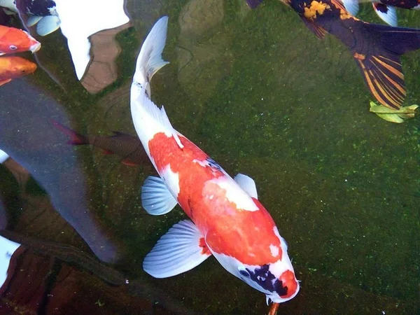 Beaux Poissons Carpe Fantaisie Nagent Heureux Dans Étang Phrae Thaïlande — Photo