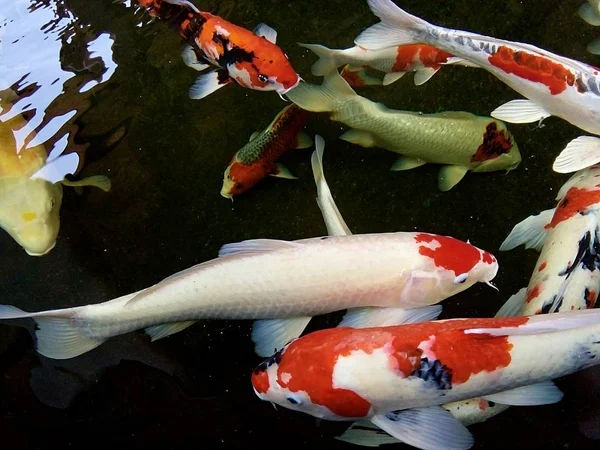 Belos Peixes Carpa Fantasia Estão Nadando Alegremente Lagoa Phrae Tailândia — Fotografia de Stock