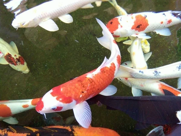 Beautiful Fancy Carp Fishes Swimming Happily Pond Phrae Thailand — Stock Photo, Image