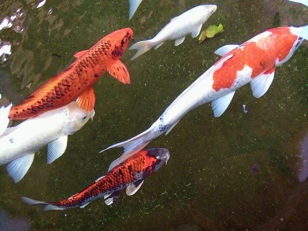 Hermosos Peces Carpa Lujo Están Nadando Felizmente Estanque Phrae Tailandia —  Fotos de Stock