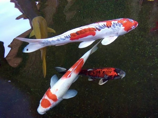 美しい空想鯉魚が池で楽しく泳いでいます Phare Thailand — ストック写真