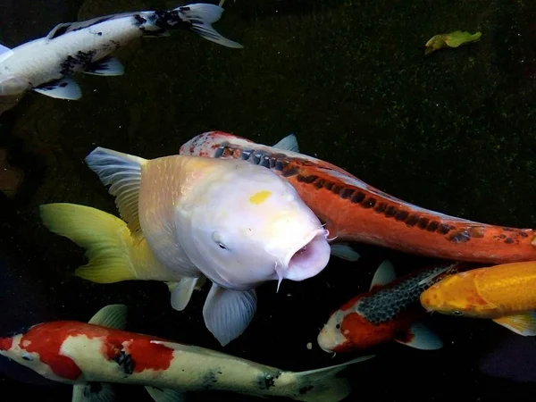 Belos Peixes Carpa Fantasia Estão Nadando Alegremente Lagoa Phrae Tailândia — Fotografia de Stock