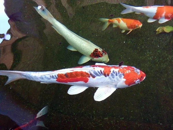 Belos Peixes Carpa Fantasia Estão Nadando Alegremente Lagoa Phrae Tailândia — Fotografia de Stock