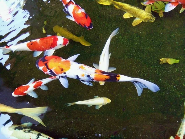 Belos Peixes Carpa Fantasia Estão Nadando Alegremente Lagoa Phrae Tailândia — Fotografia de Stock