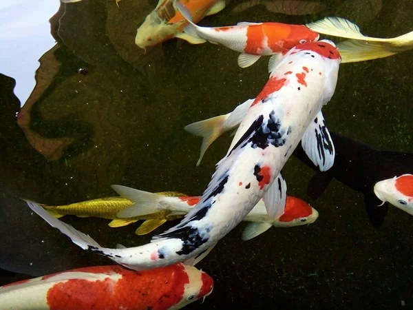 Ikan Mas Yang Indah Berenang Dengan Gembira Kolam Phrae Thailand — Stok Foto