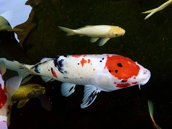 Schöne Ausgefallene Karpfenfische Schwimmen Fröhlich Teich Phrae Thailand — Stockfoto