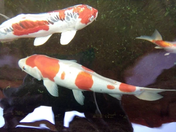 Ikan Mas Yang Indah Berenang Dengan Gembira Kolam Phrae Thailand — Stok Foto