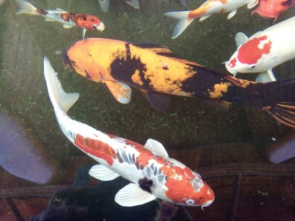 Ikan Mas Yang Indah Berenang Dengan Gembira Kolam Phrae Thailand — Stok Foto