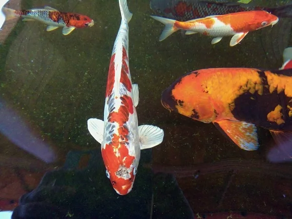 Ikan Mas Yang Indah Berenang Dengan Gembira Kolam Phrae Thailand — Stok Foto