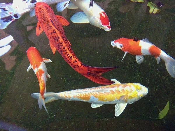 Piękne Fantazyjne Karpie Ryby Pływają Szczęśliwie Stawie Phrae Tajlandii — Zdjęcie stockowe