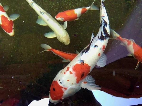 Piękne Fantazyjne Karpie Ryby Pływają Szczęśliwie Stawie Phrae Tajlandii — Zdjęcie stockowe