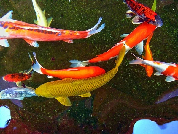 Hermosos Peces Carpa Lujo Están Nadando Felizmente Estanque Phrae Tailandia — Foto de Stock