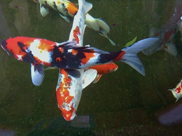Krásné Maškarní Kapři Ryby Plavou Šťastně Rybníku Phrae Thajsko Royalty Free Stock Fotografie