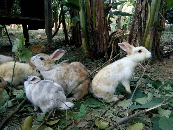 Los Conejos Comen Hojas Hambrientas Jardín Una Granja Rural Phrae Imagen De Stock