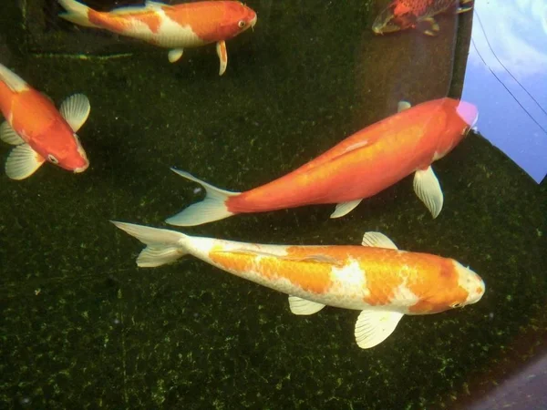 色とりどりの鯉が池で楽しく泳いでいます フレーズ — ストック写真