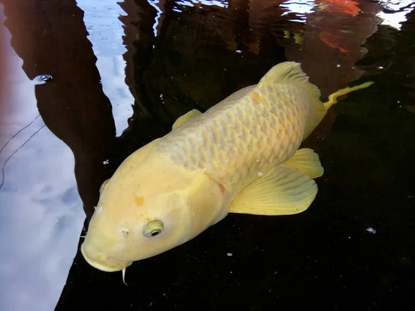 Carpa Amarilla Ogon Está Nadando Lentamente Estanque Phrae Tailandia Fotos De Stock